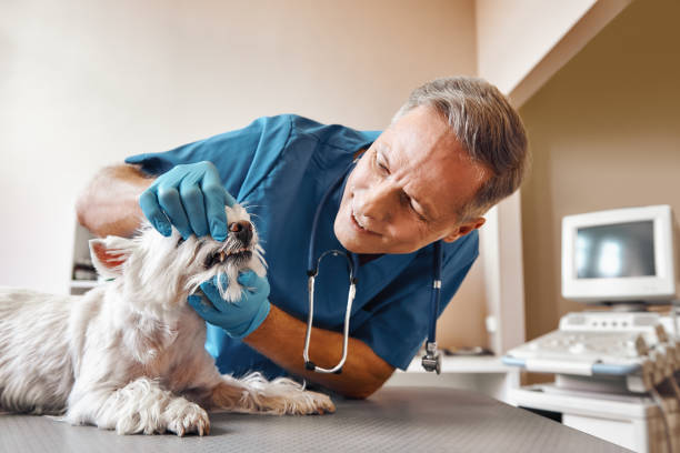 Best Emergency Treatment for Toothache in Croom, MD